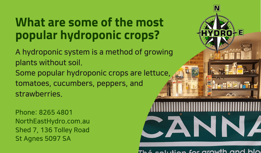 What are some of the most popular hydroponic crops